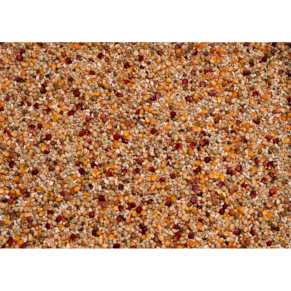 Beyers Galaxy Kweek 2 Beyers Galaxy Kweek - Afbeelding 2