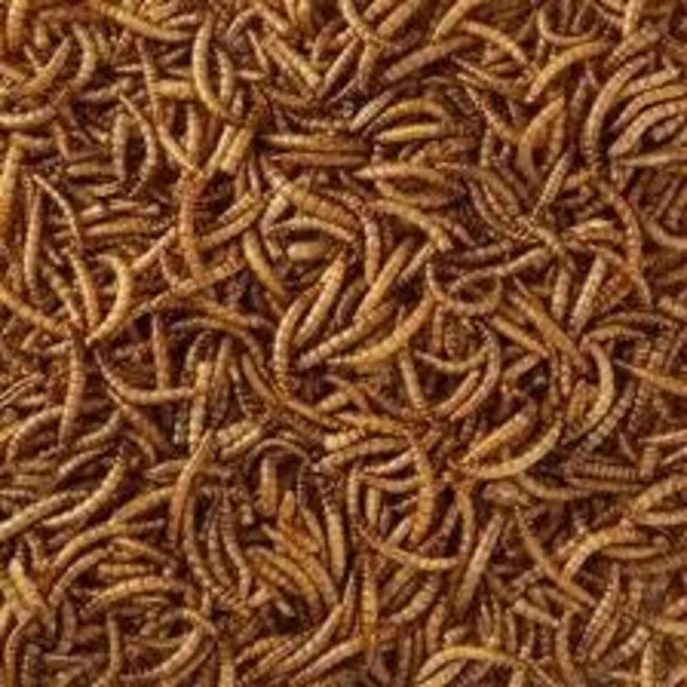 Hobby First Meelwormen 2 Hobby First Meelwormen - Afbeelding 2